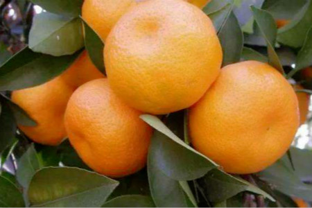 苏州东山橘子橘子园图片