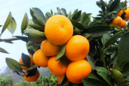 苏州东山橘子采摘在哪里图片