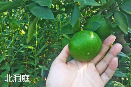 苏州东山橘子几月采摘图片