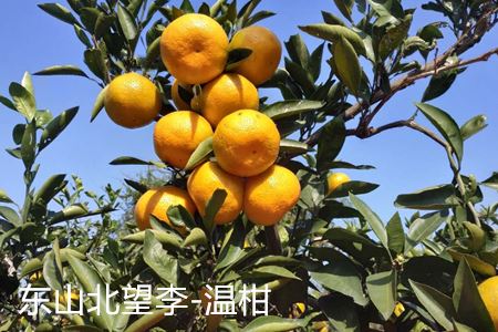 苏州东山橘品种温柑图片