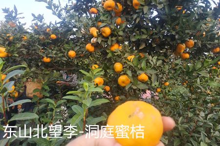 苏州东山橘品种洞庭蜜桔图片